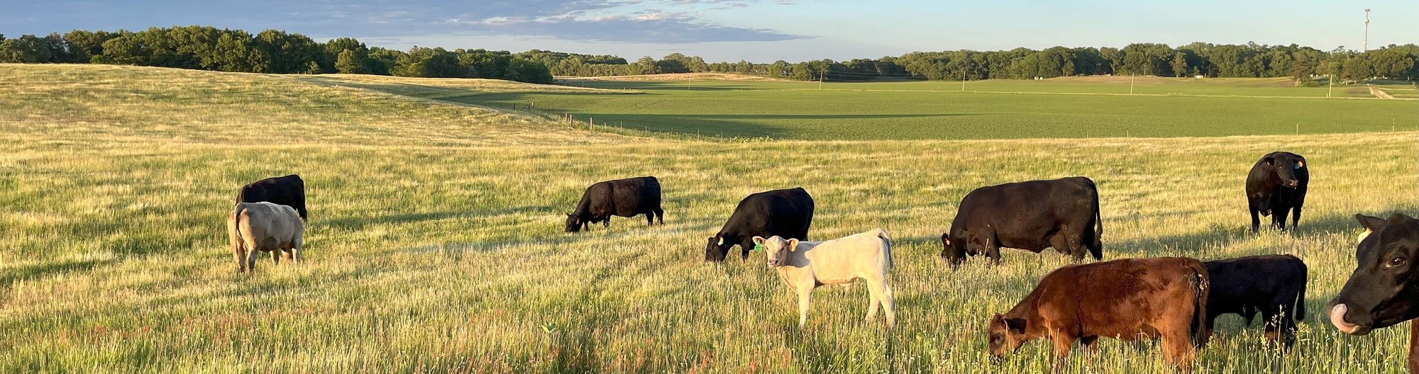 cows in pasture on beautiful night Emily Baum