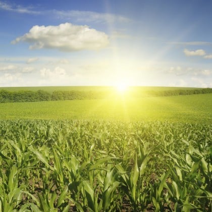 sun-shining-over-corn-field