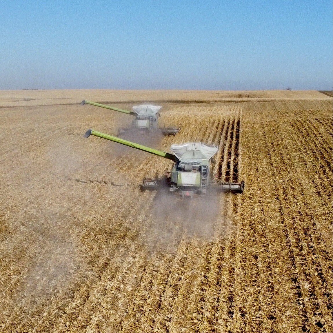 corn-harvest