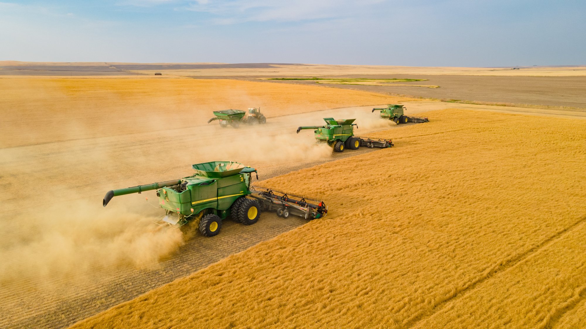 lentil-harvest