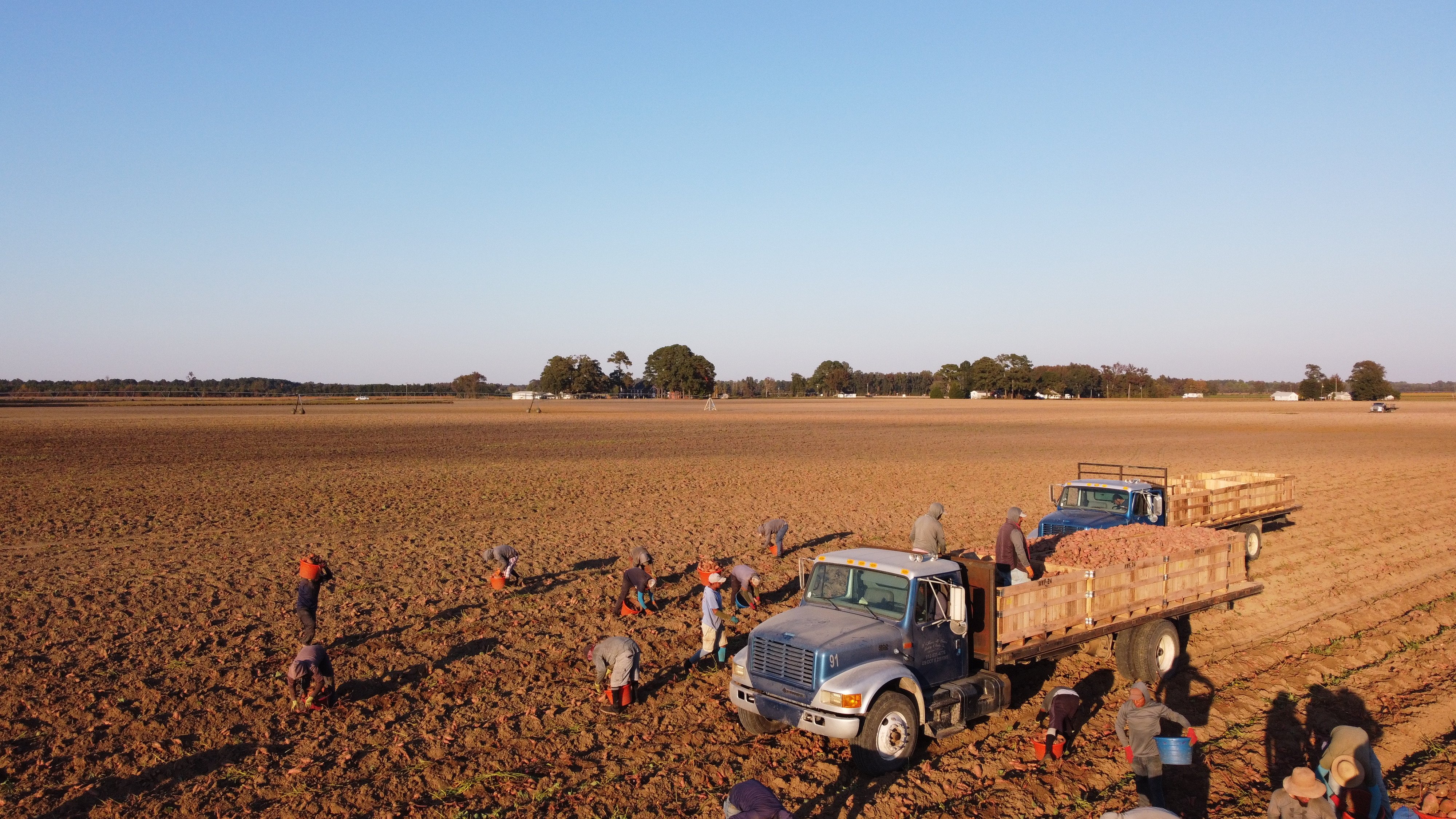 field-workers-harvest