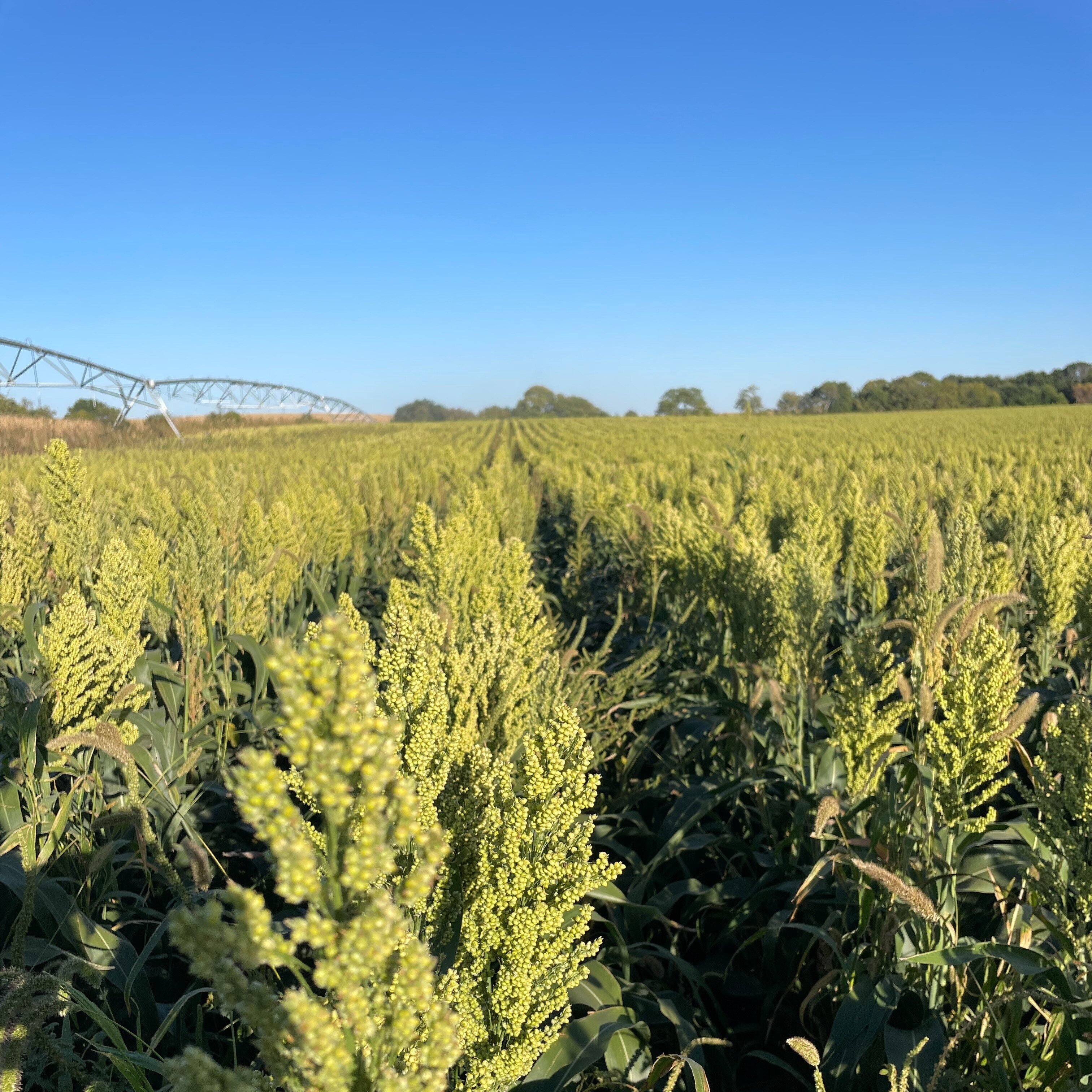 farm-crop-field