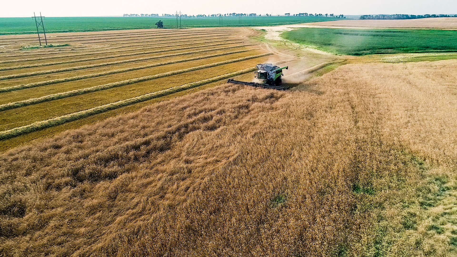 Rye-Harvest