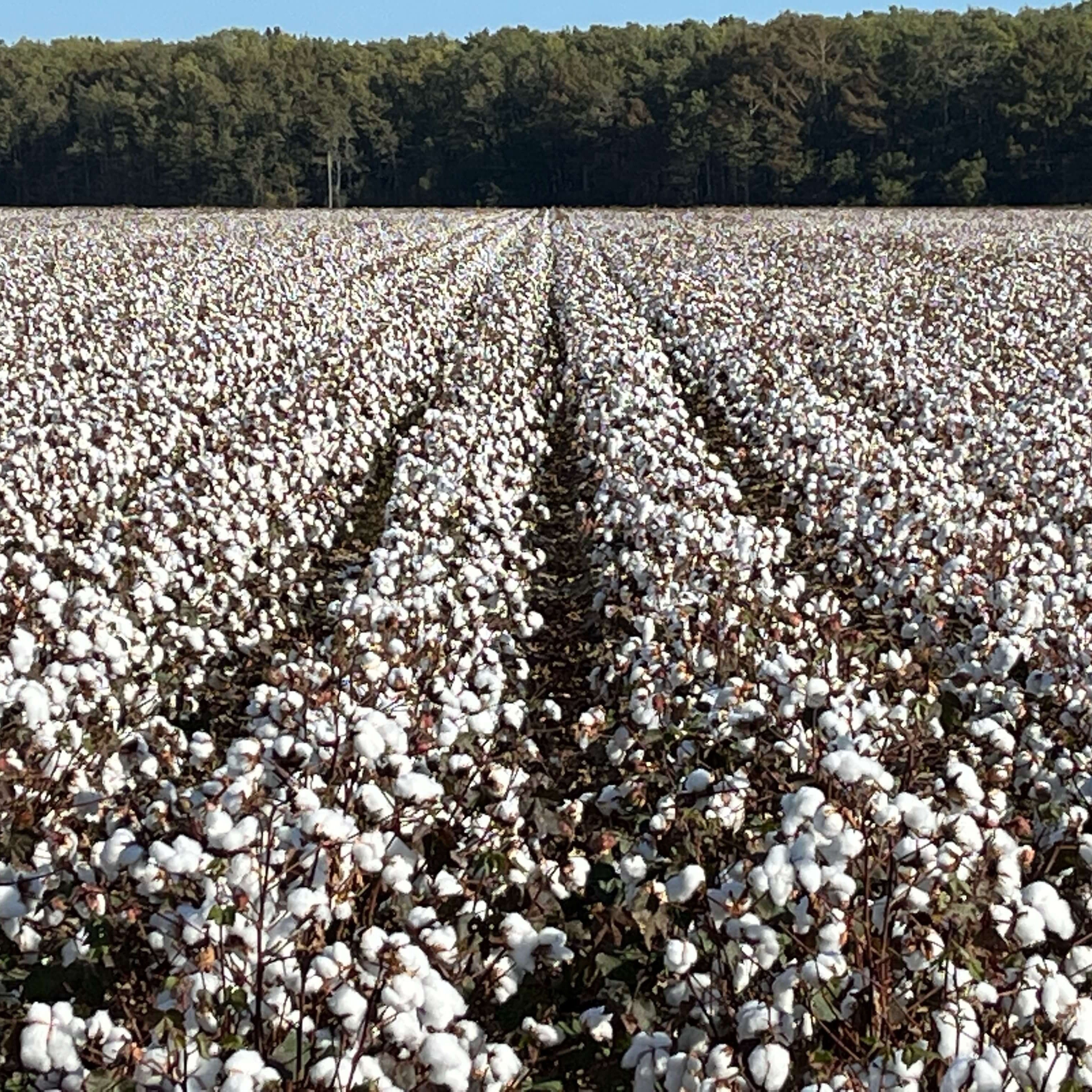 cotton-field