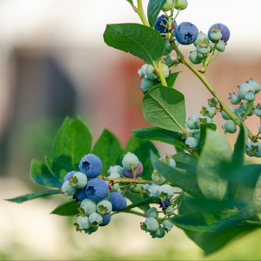 blueberries