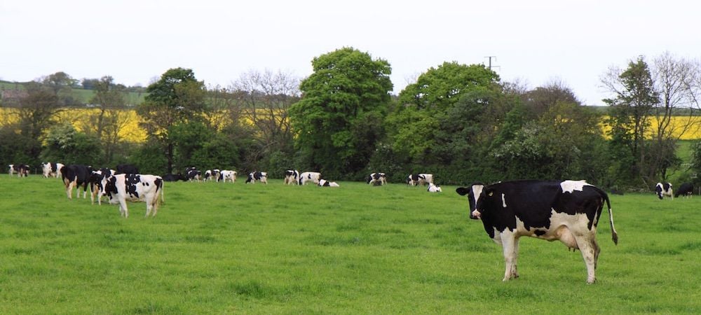 cows-grazing-in-field