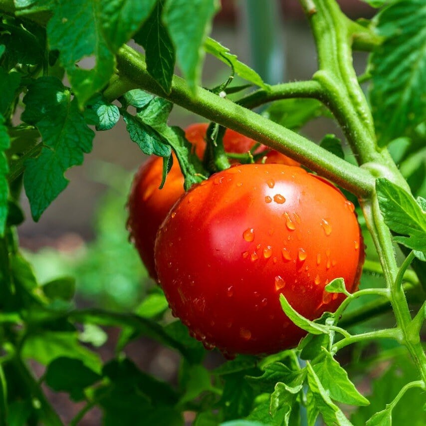 tomatoes