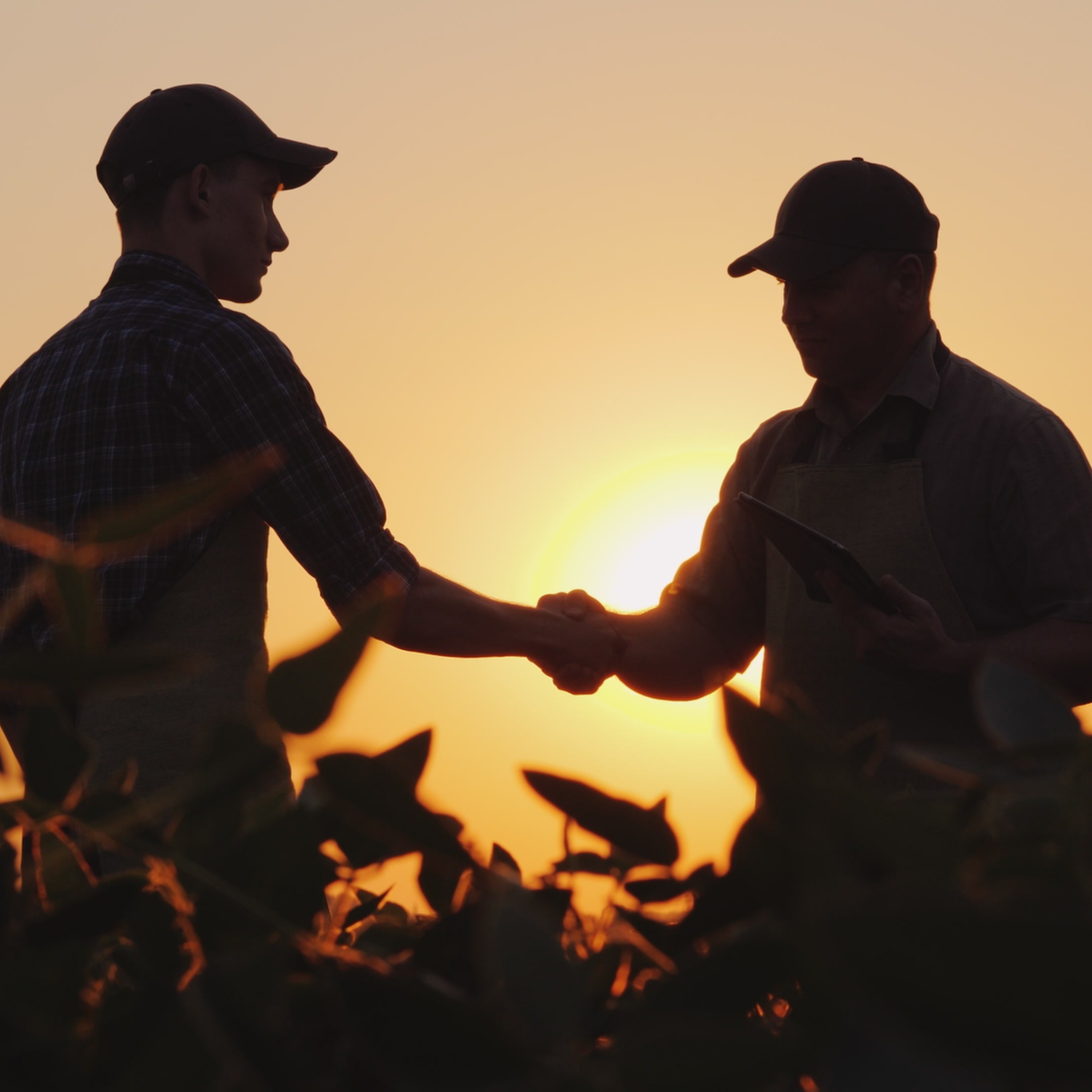 two-farmers-shaking-hands-3