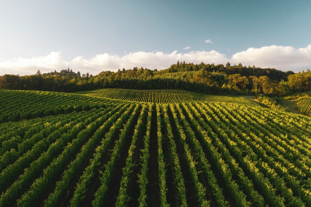 rows of vines in vineyard